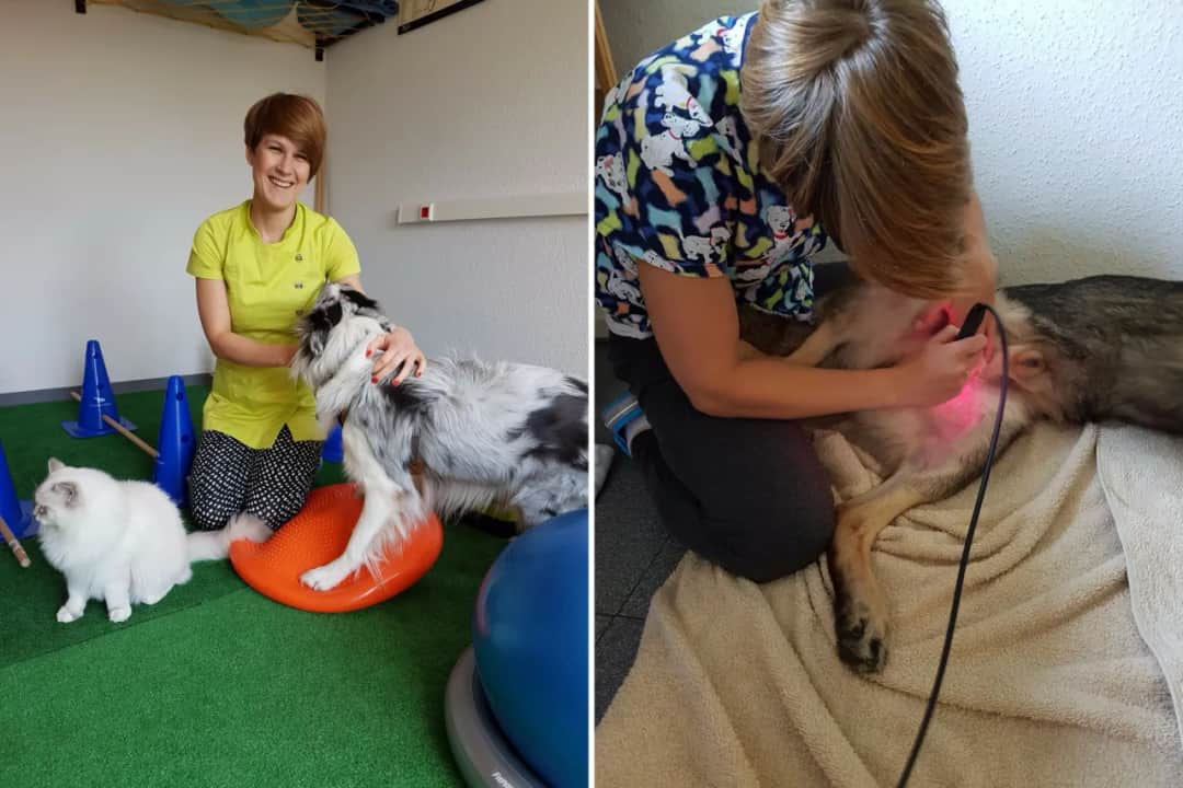 Ile zarabia fizjoterapeuta zwierząt? Zaskakujące fakty o pensjach